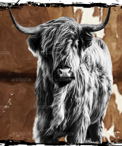 Highland Cow-2 DTF Transfer